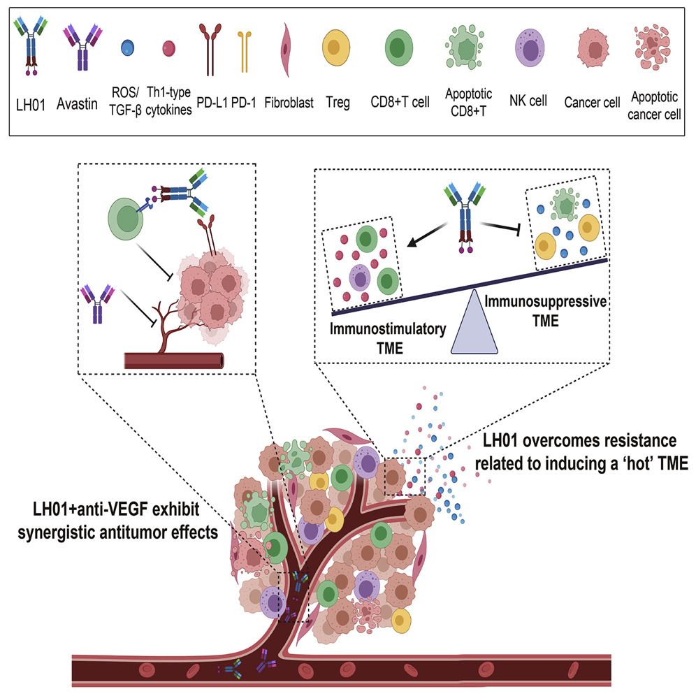 Next generation  anti-PD-L1 IL-15 immunocytokine elicits superior antitumor immunity in cold tumors with minimal toxicity