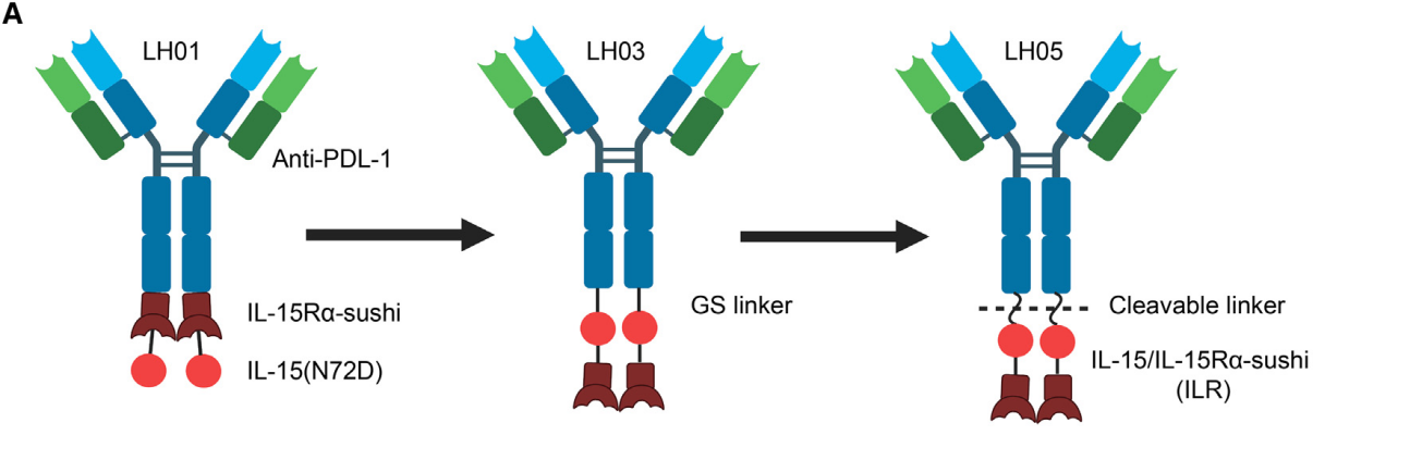 Next generation  anti-PD-L1 IL-15 immunocytokine elicits superior antitumor immunity in cold tumors with minimal toxicity