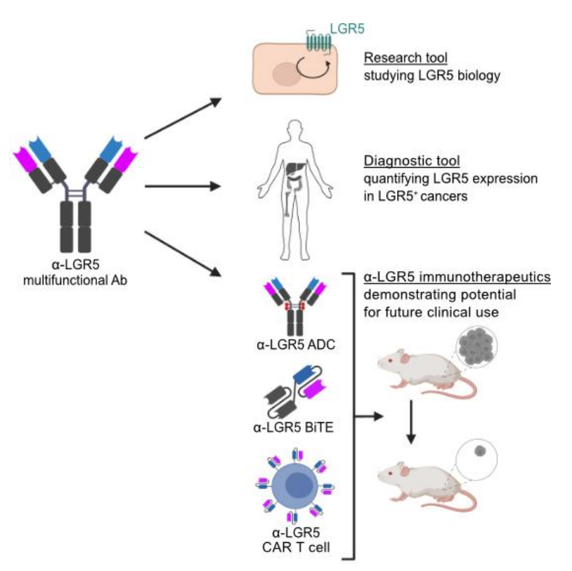 Novel immunotherapeutics against LGR5 to target multiple cancer types