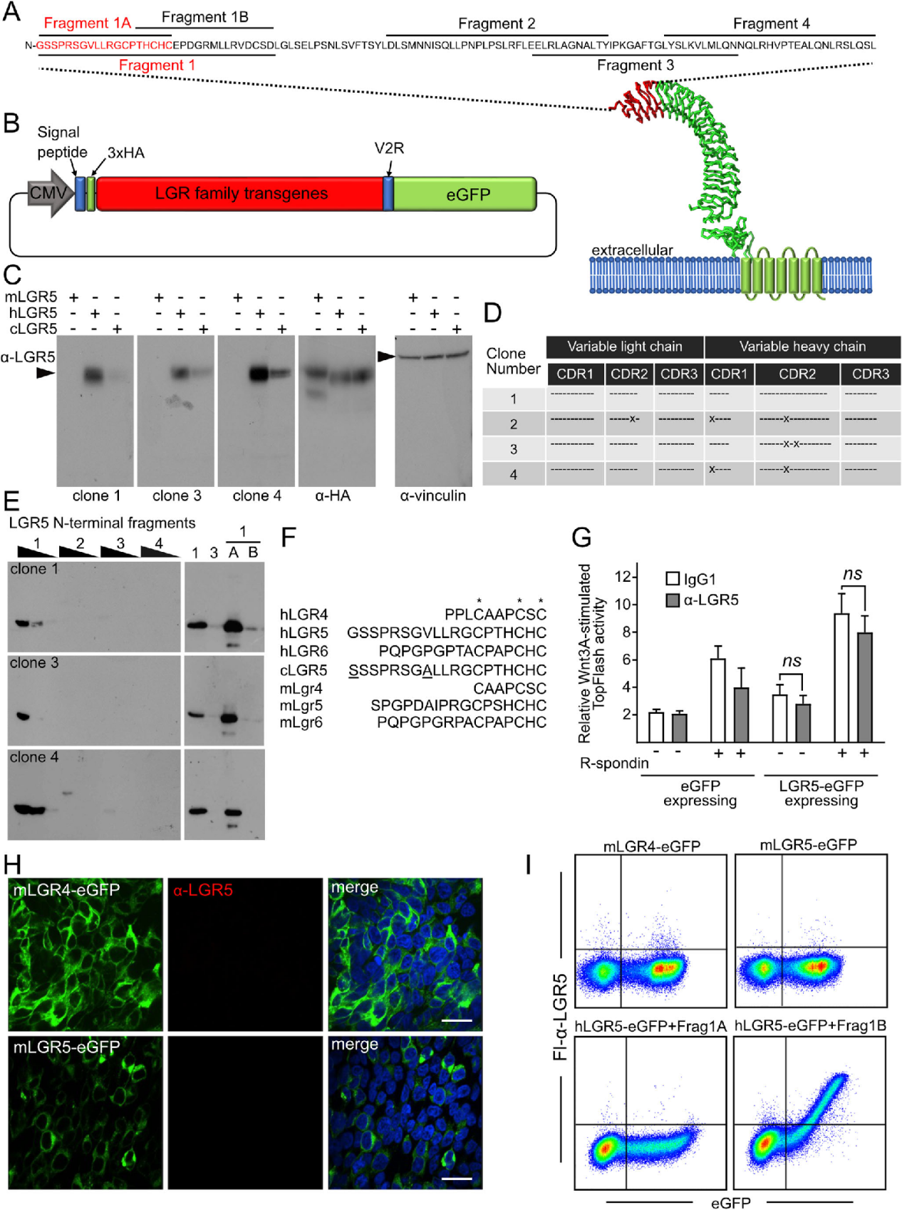 Novel immunotherapeutics against LGR5 to target multiple cancer types
