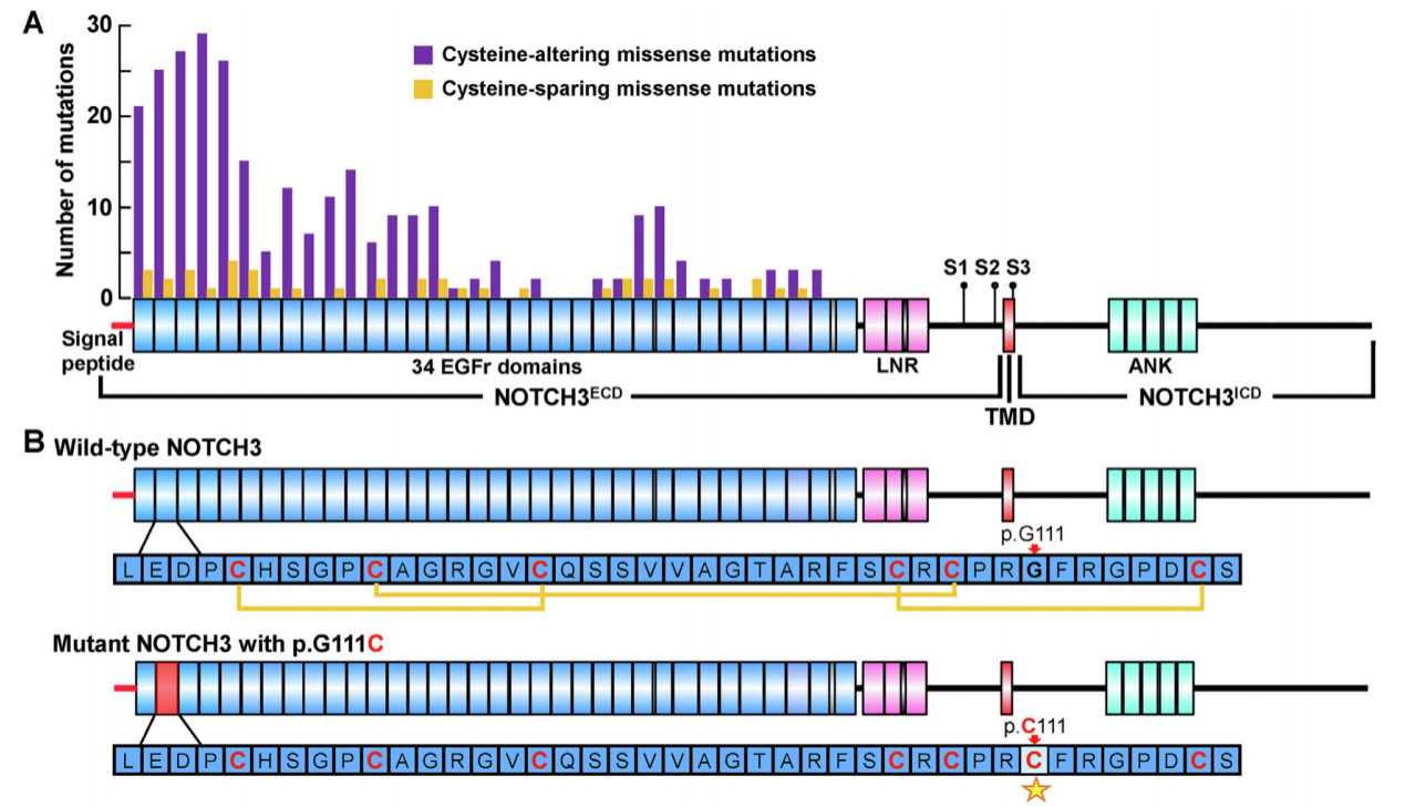 Nuclear regulator of cell fate Notch3