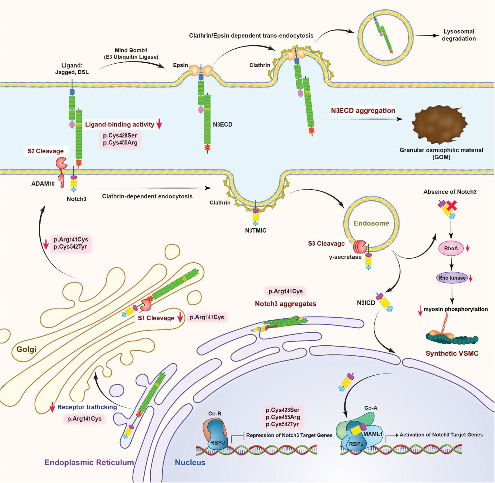 Nuclear regulator of cell fate Notch3