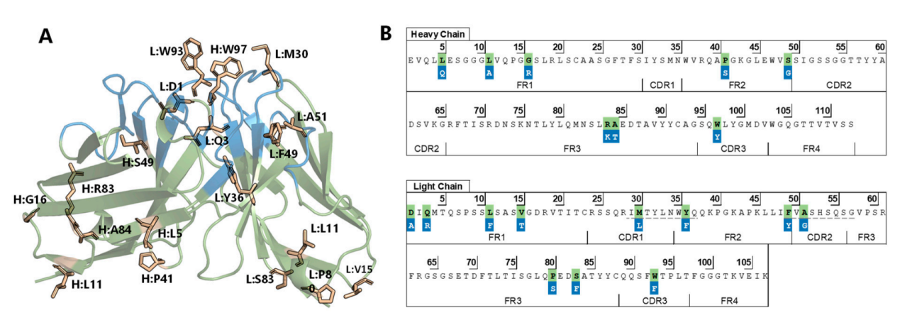 Optimized development of therapeutic anti-oxMIF antibodies based on computer and in vitro tools