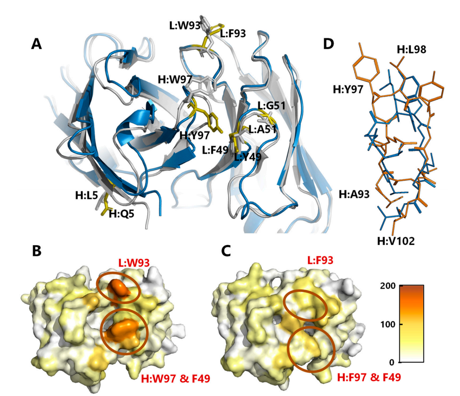 Optimized development of therapeutic anti-oxMIF antibodies based on computer and in vitro tools