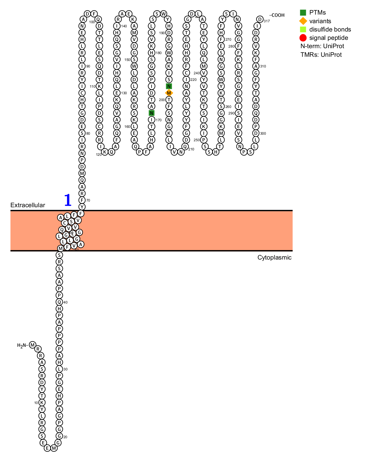Osteoclast differentiation and activation factor RANKL