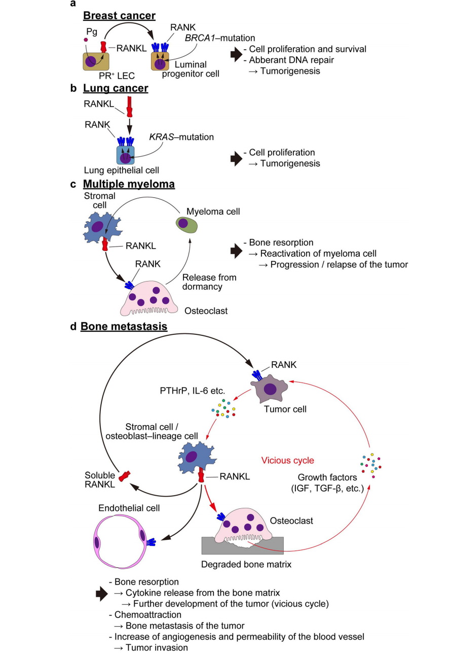 Osteoclast differentiation and activation factor RANKL