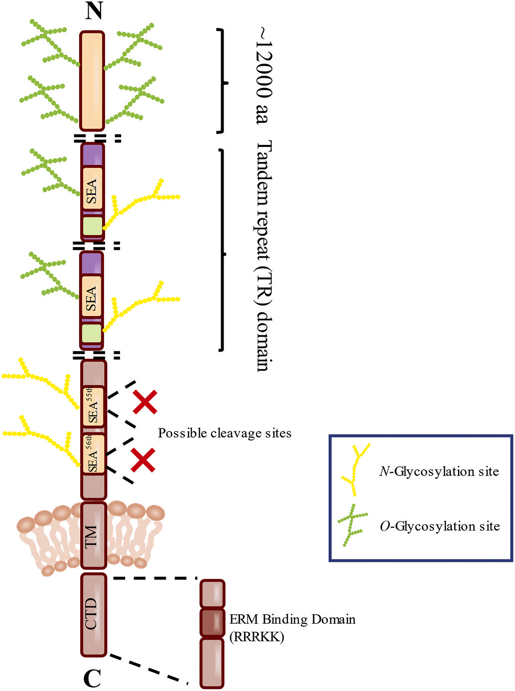 Ovarian cancer marker CA125