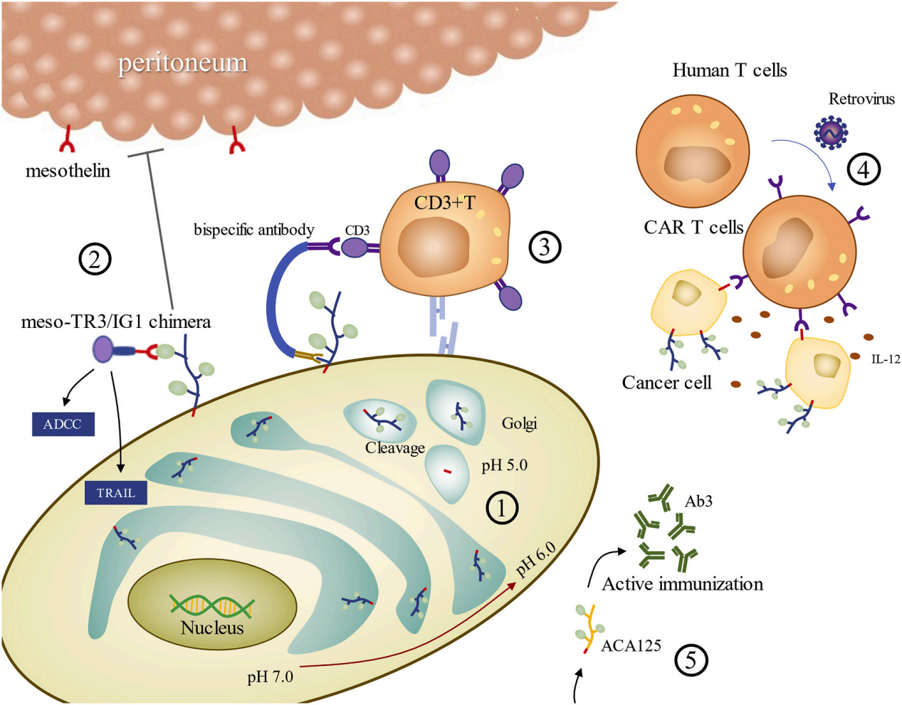 Ovarian cancer marker CA125