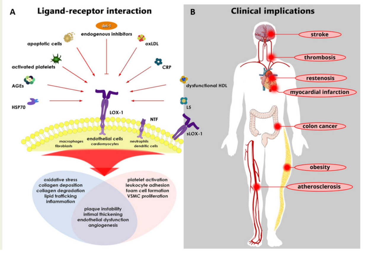 Oxidized low density lipoprotein receptor OLR1 Oxidized low density lipoprotein receptor OLR1