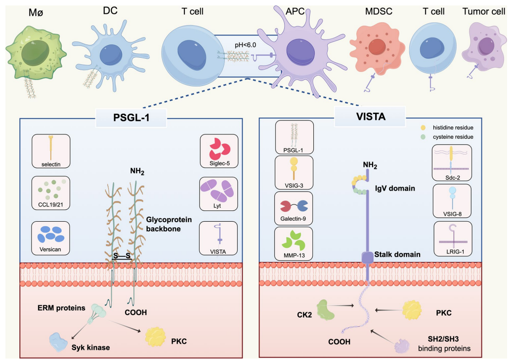 P-selectin glycoprotein ligand PSGL-1
