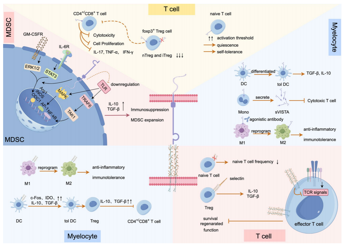 P-selectin glycoprotein ligand PSGL-1