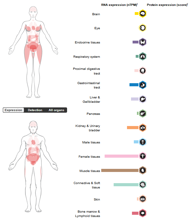 Pain treatment target NGF