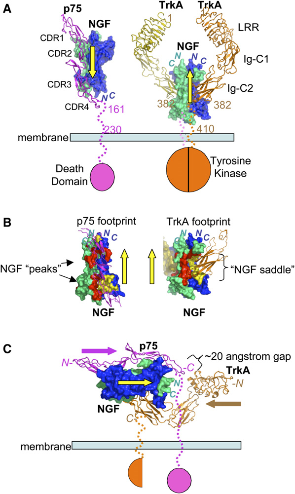 Pain treatment target NGF