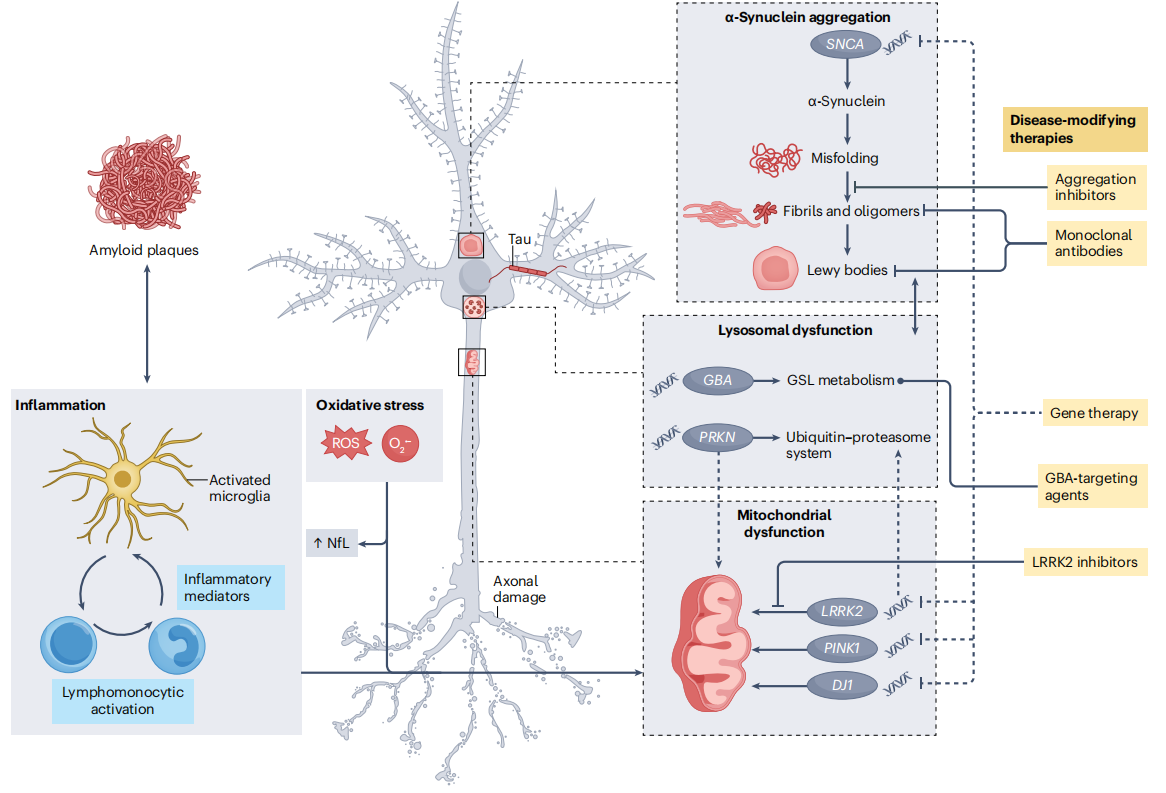 Parkinson's disease treatment target SNCA