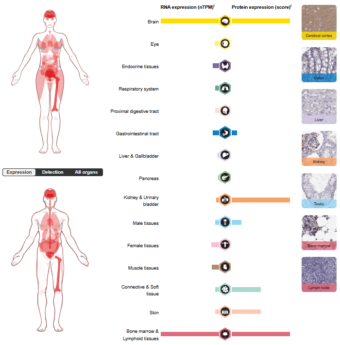 Parkinson's disease treatment target SNCA