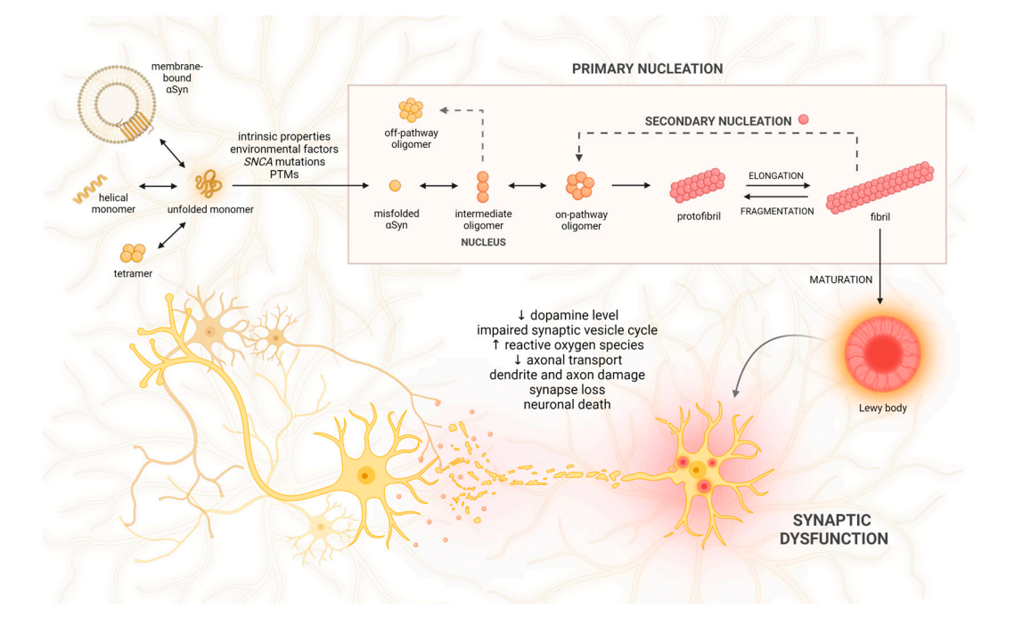 Parkinson's disease treatment target SNCA