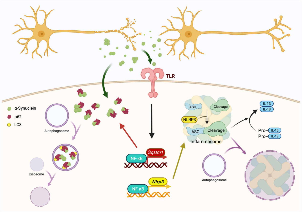Parkinson's disease treatment target SNCA