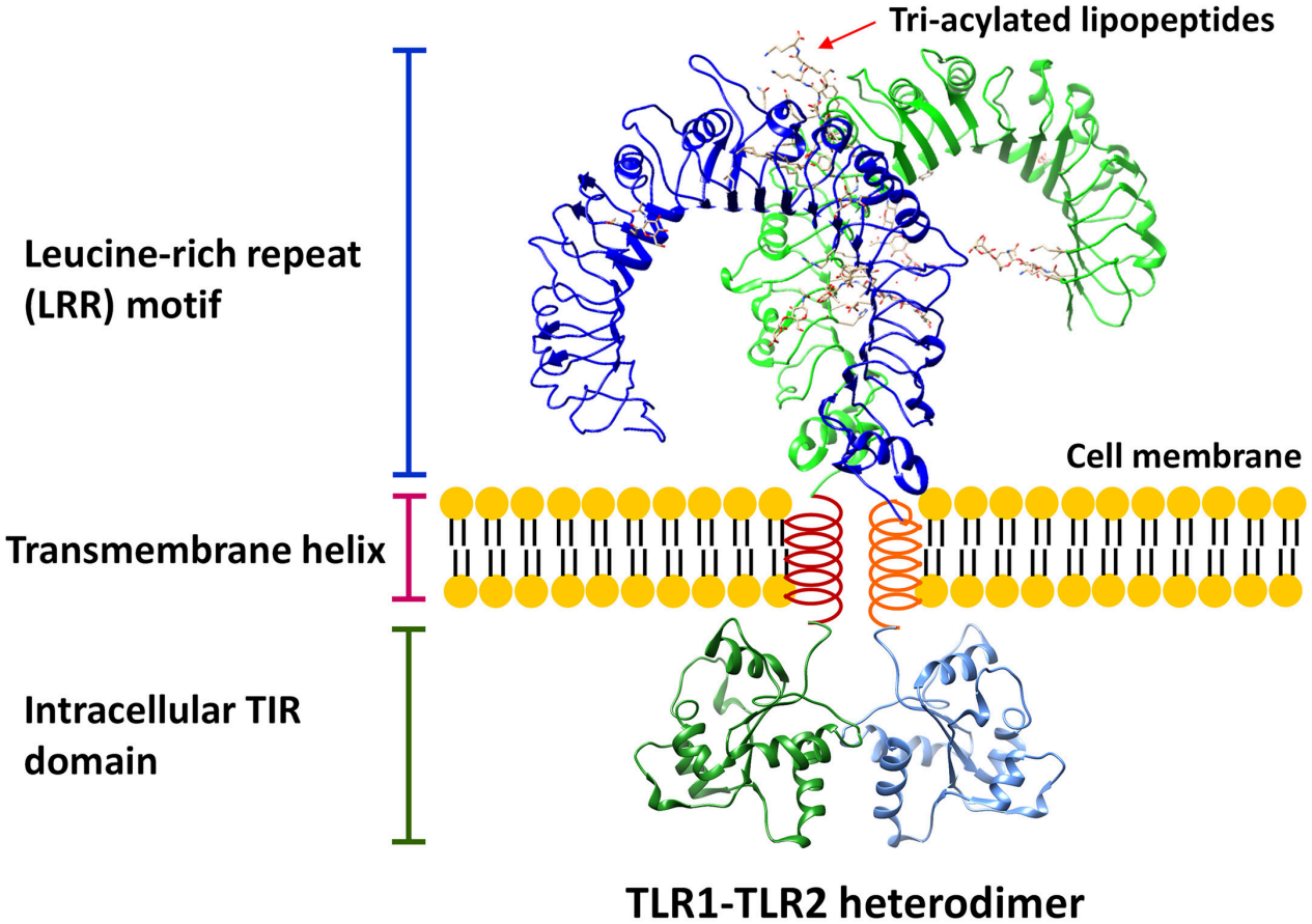 Pathogen sensor TLR2