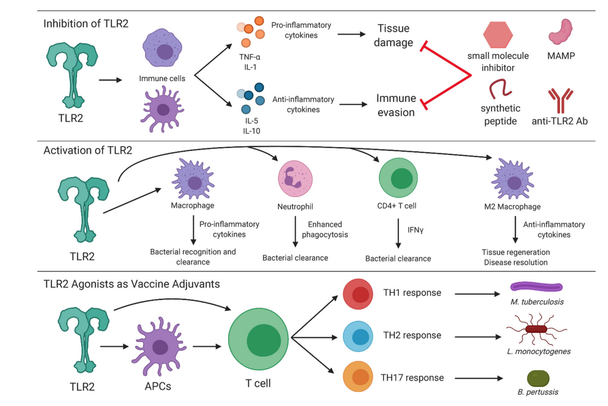 Pathogen sensor TLR2