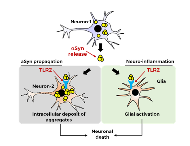 Pathogen sensor TLR2