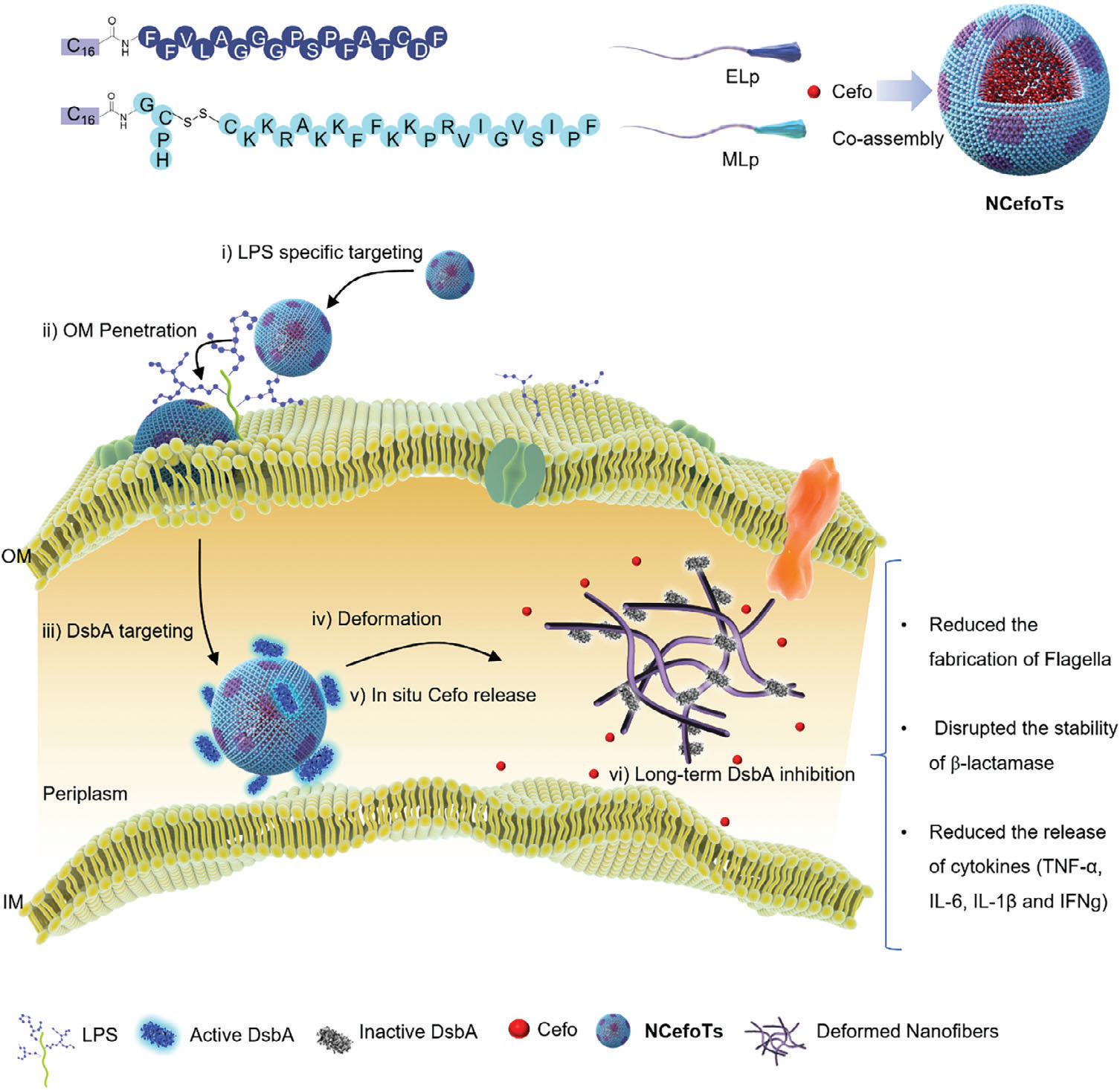 Phase-Separated Nano-Antibiotics Enhanced Survival in Multidrug-Resistant Escherichia coli Sepsis by Precise Periplasmic EcDsbA Targeting