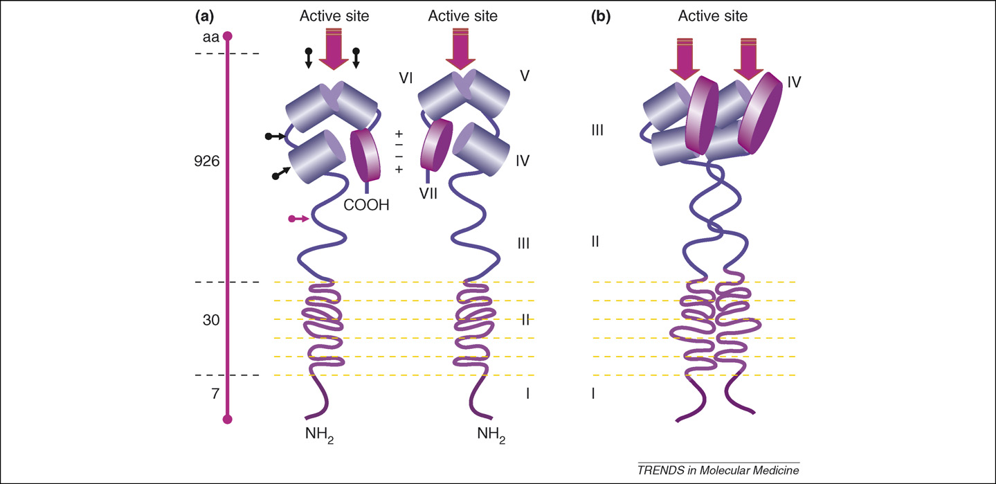 Polyhedral aminopeptidase CD13