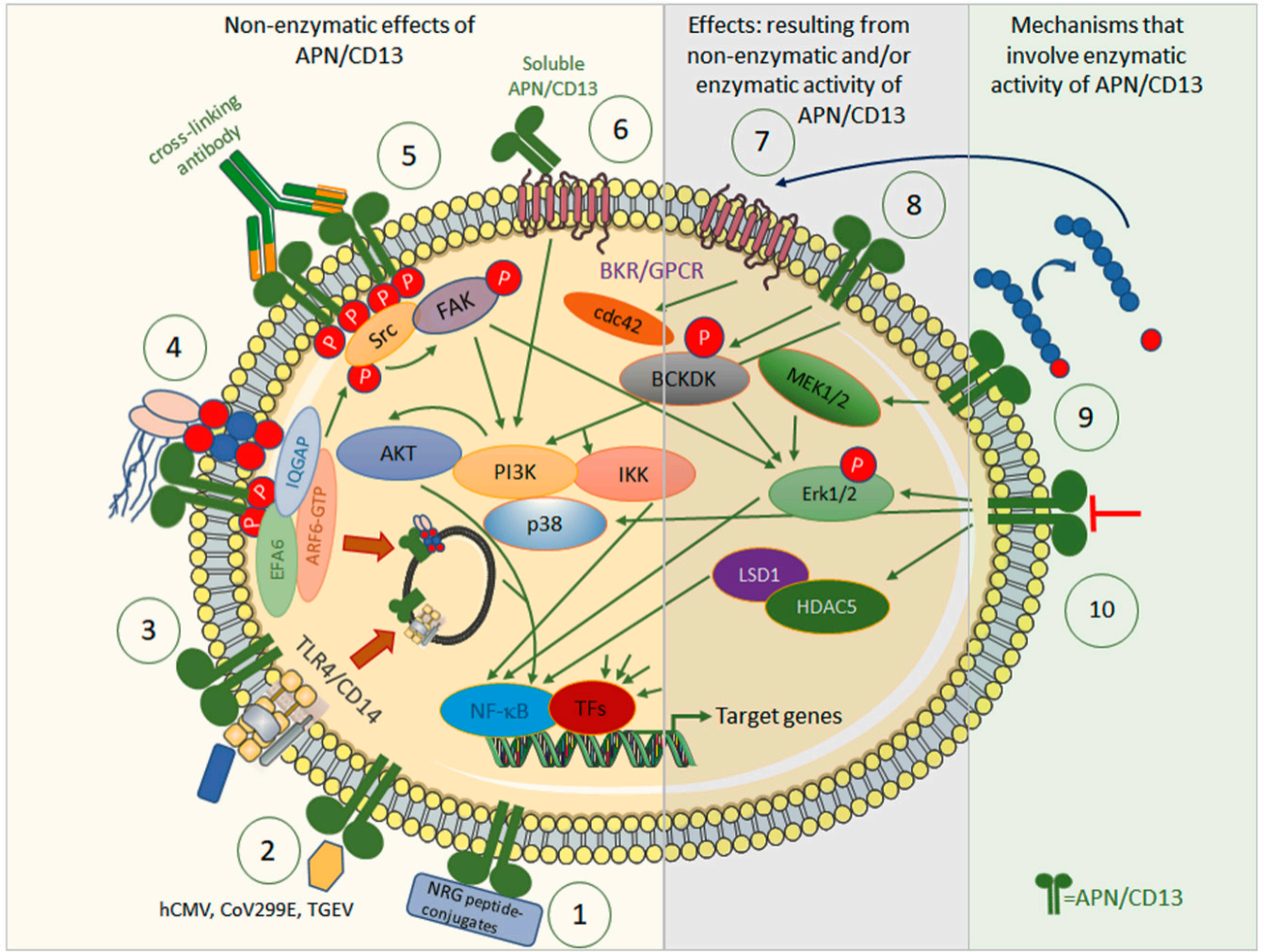 Polyhedral aminopeptidase CD13