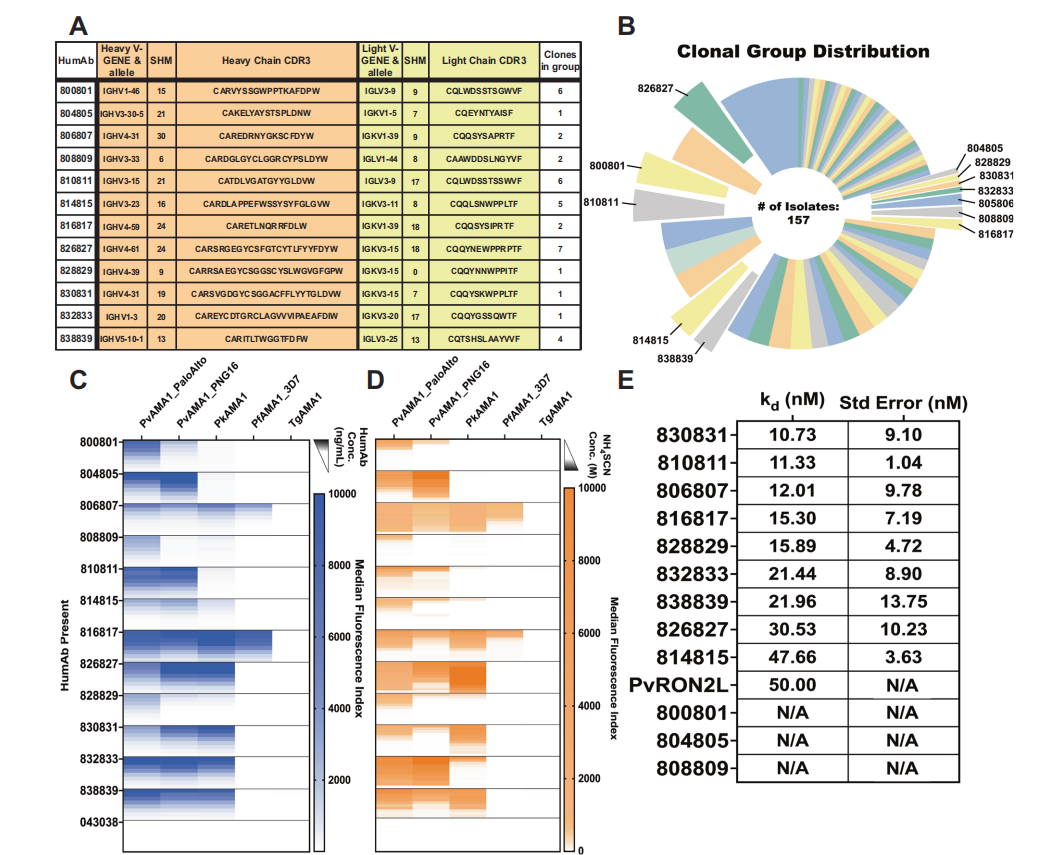 Potent AMA1-specific human monoclonal antibody against Plasmodium vivax