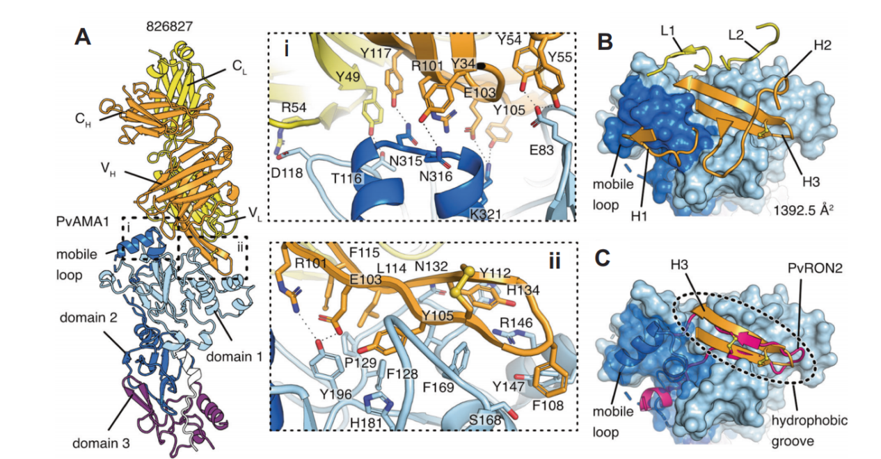 Potent AMA1-specific human monoclonal antibody against Plasmodium vivax