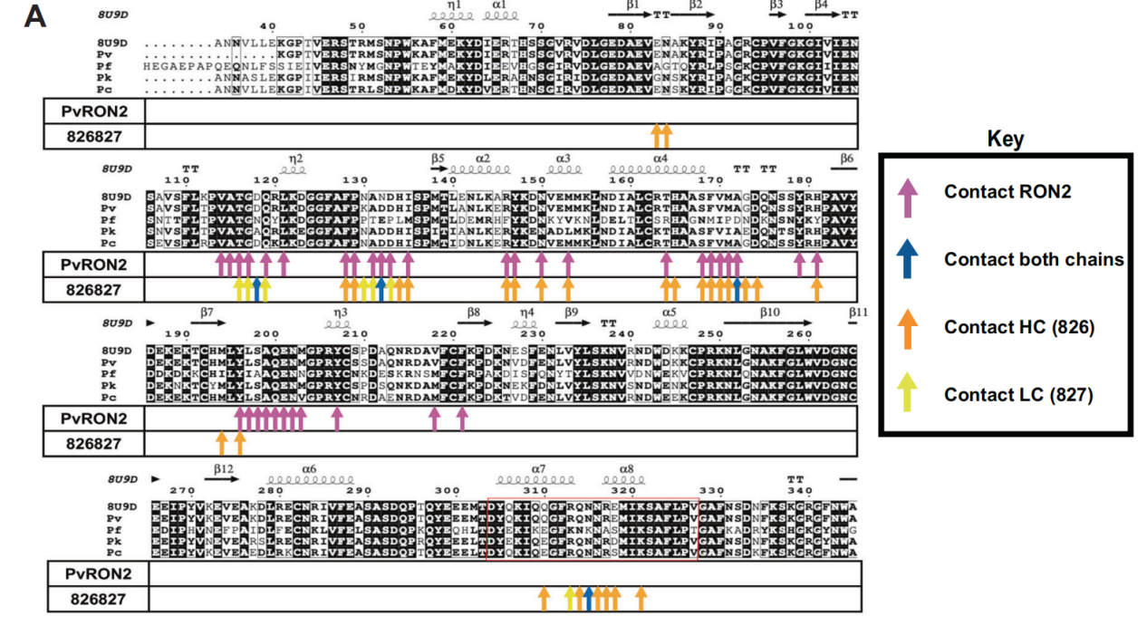 Potent AMA1-specific human monoclonal antibody against Plasmodium vivax