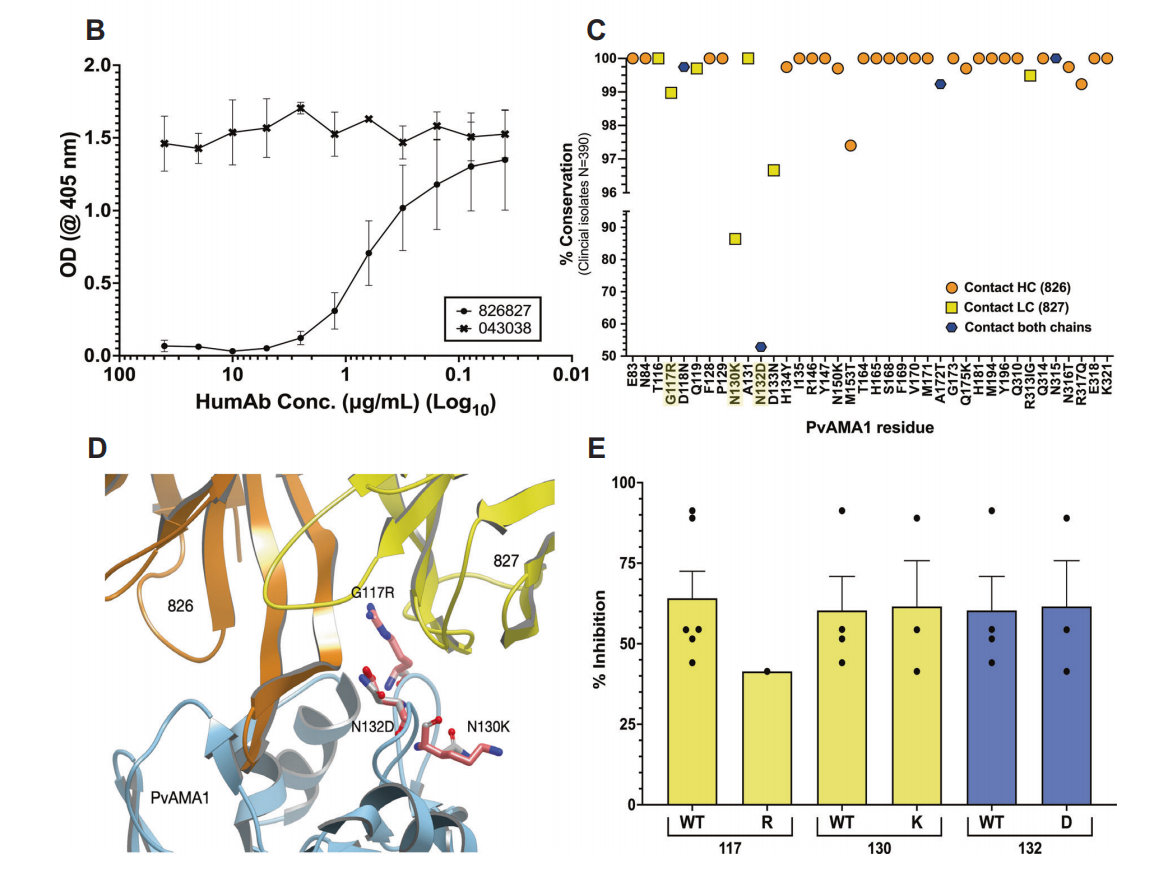 Potent AMA1-specific human monoclonal antibody against Plasmodium vivax