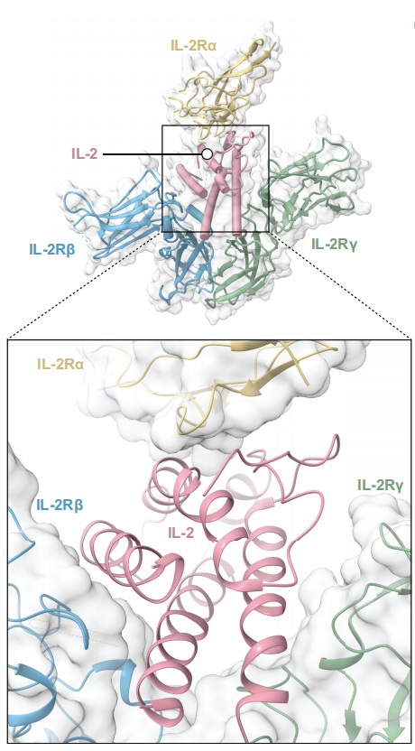 Potential tumor therapeutic target CD25