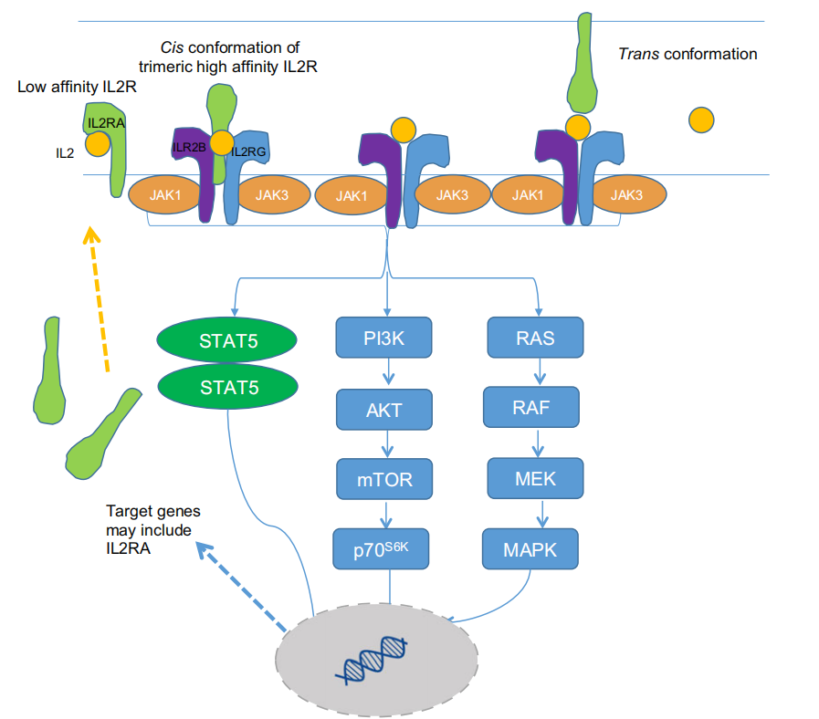 Potential tumor therapeutic target CD25