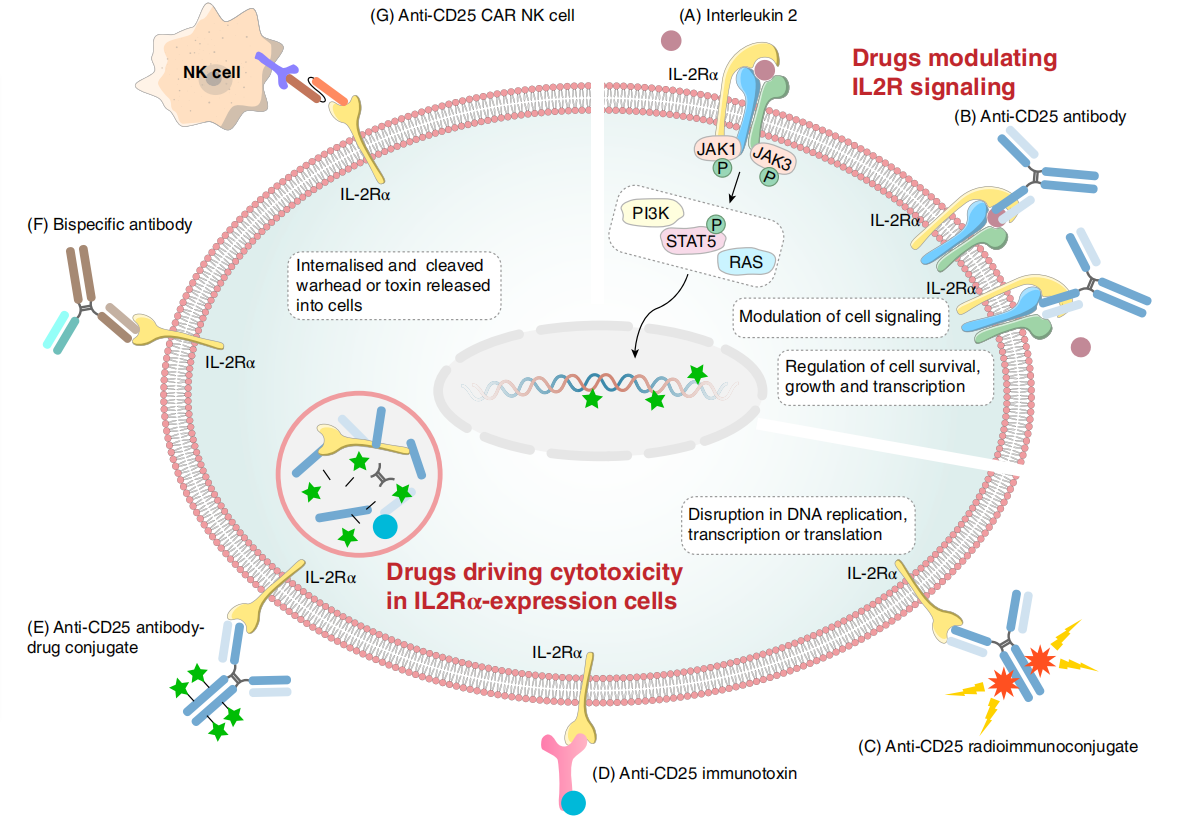 Potential tumor therapeutic target CD25