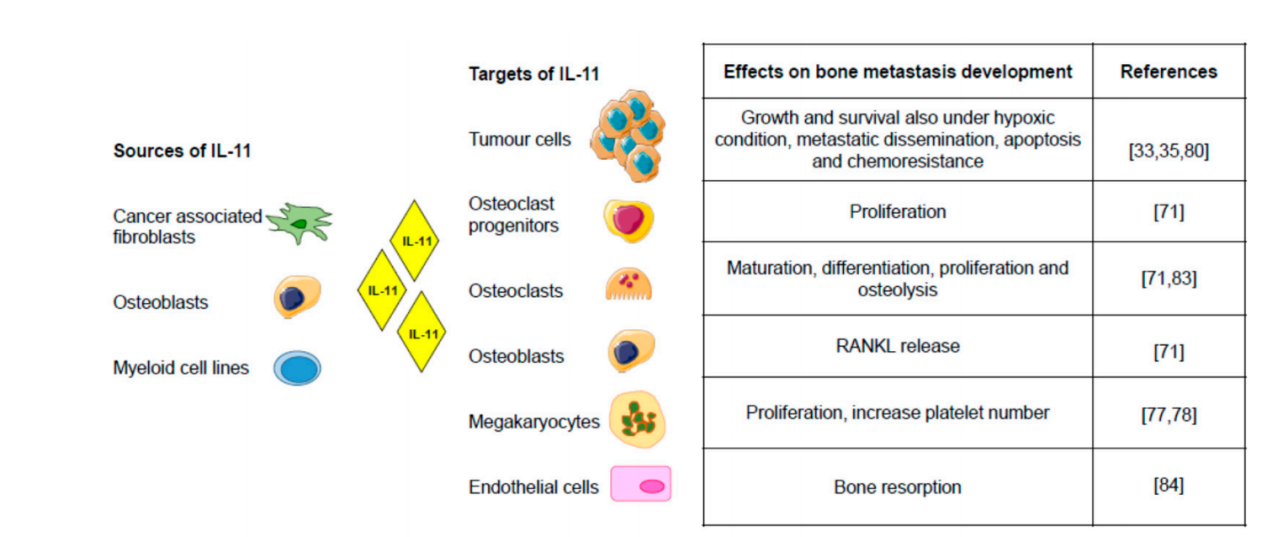 Proinflammatory cytokine IL-11
