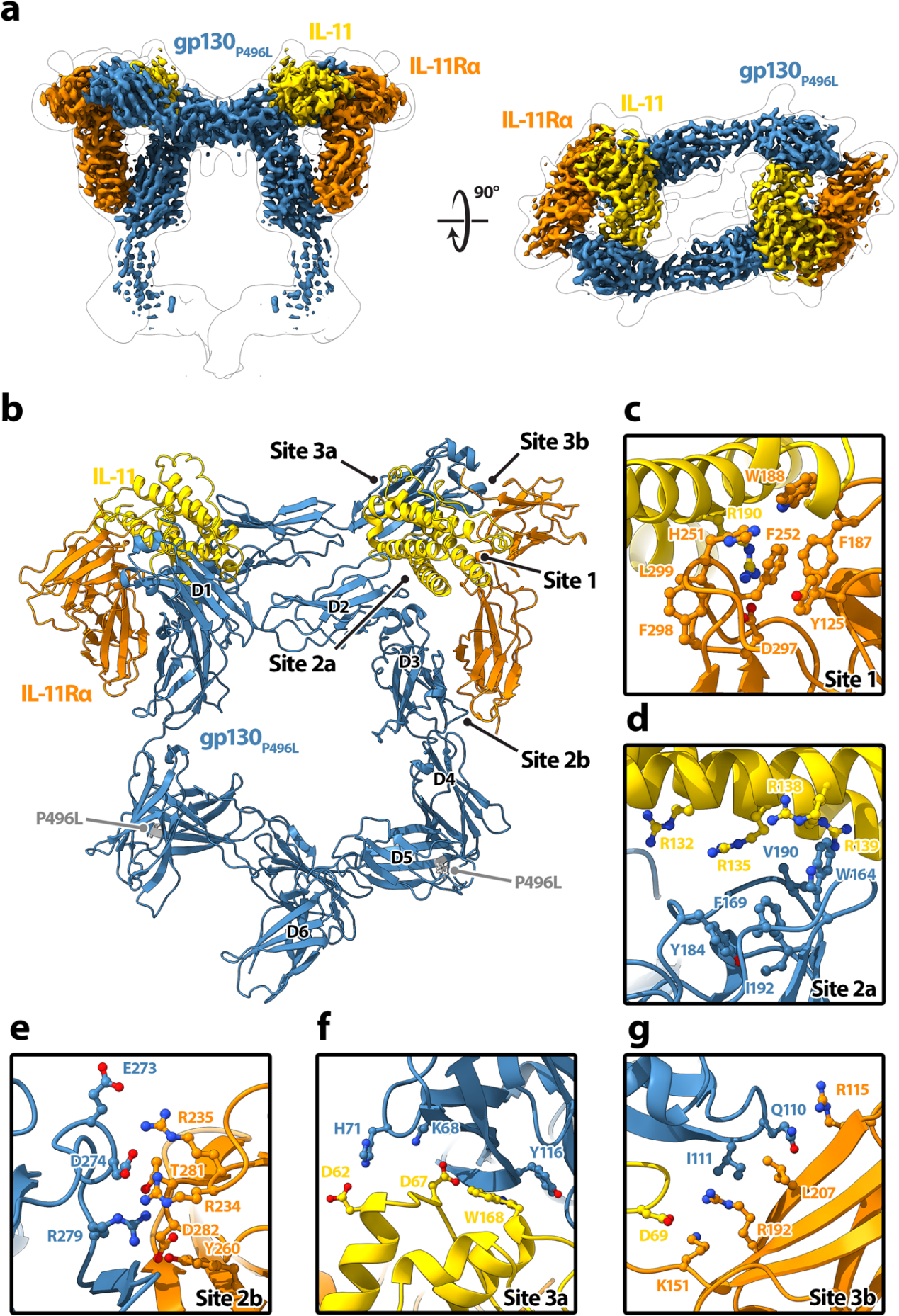 Proinflammatory cytokine IL-11