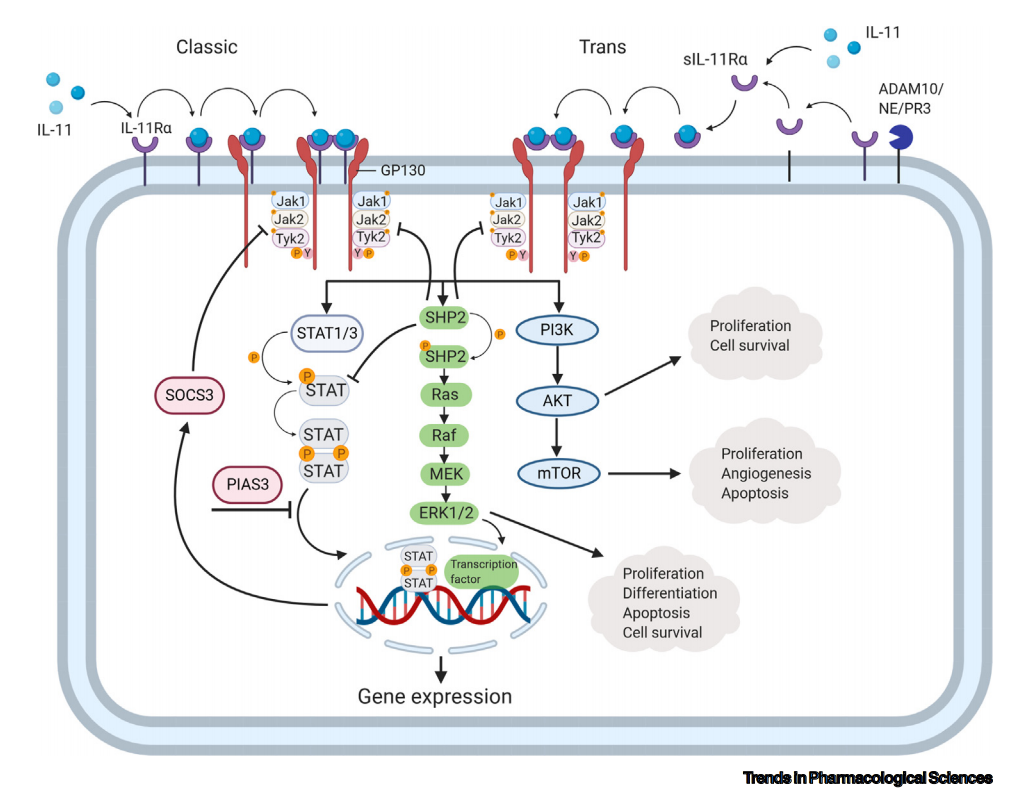 Proinflammatory cytokine IL-11