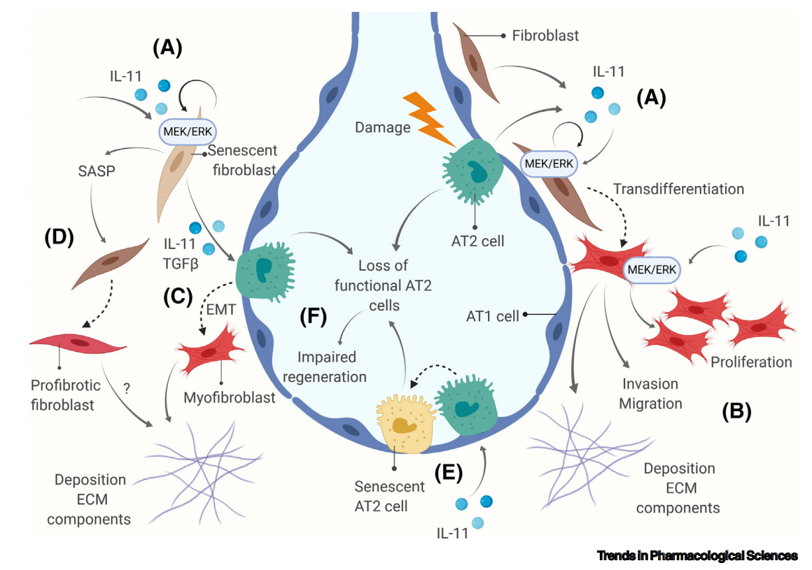 Proinflammatory cytokine IL-11