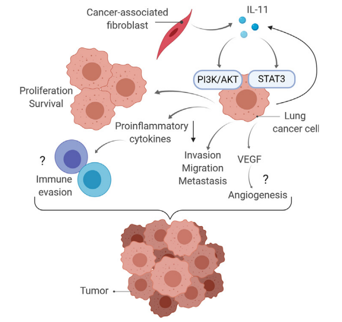Proinflammatory cytokine IL-11