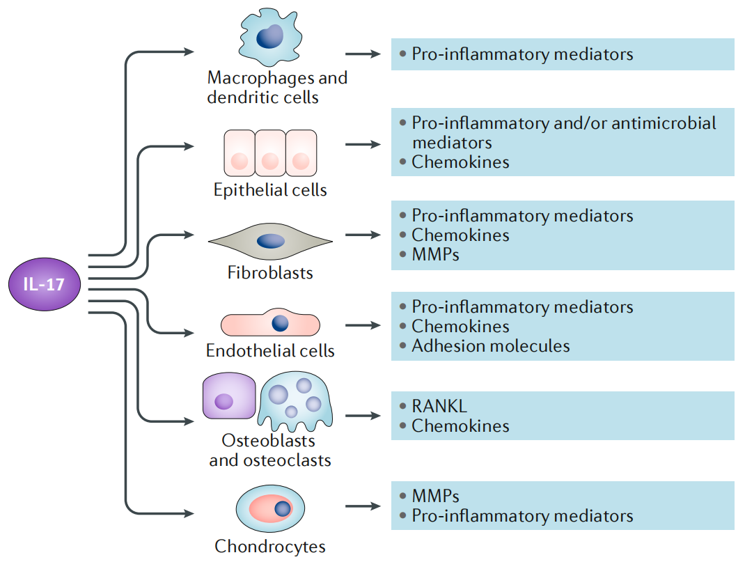 Proinflammatory cytokine IL17