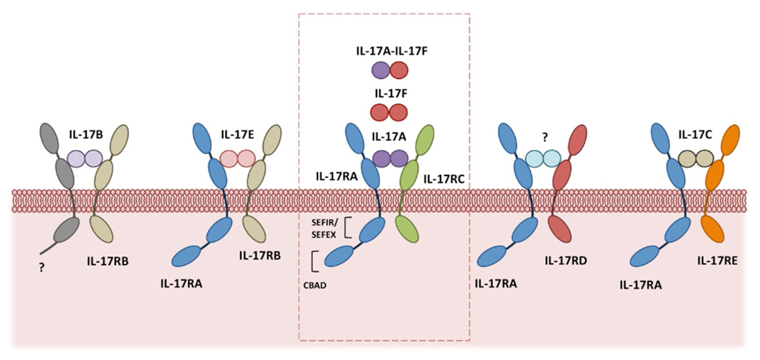 Proinflammatory cytokine IL17