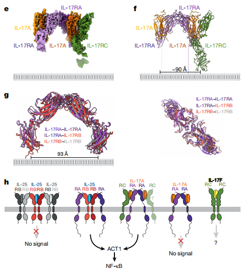 Proinflammatory cytokine IL17