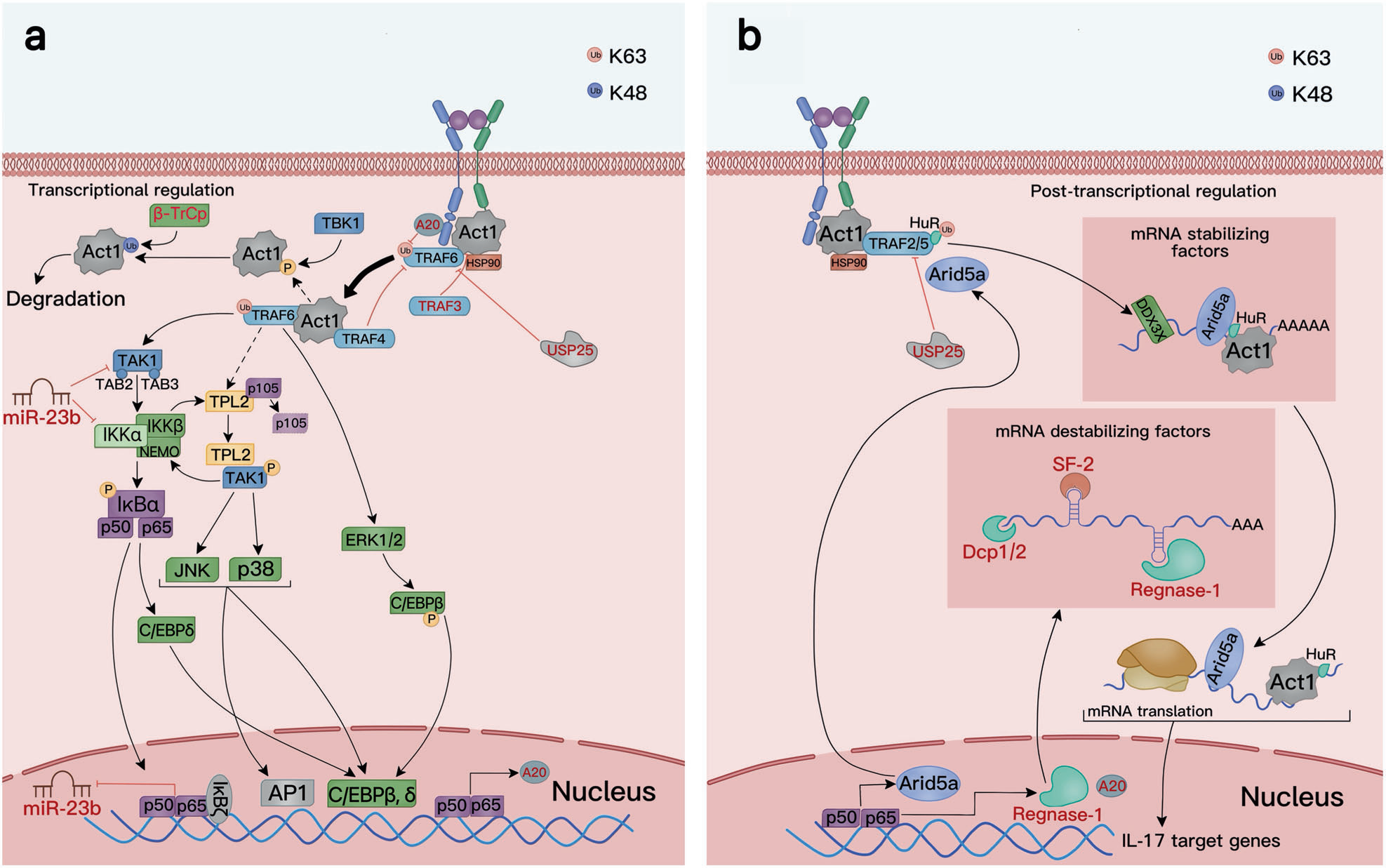 Proinflammatory cytokine IL17