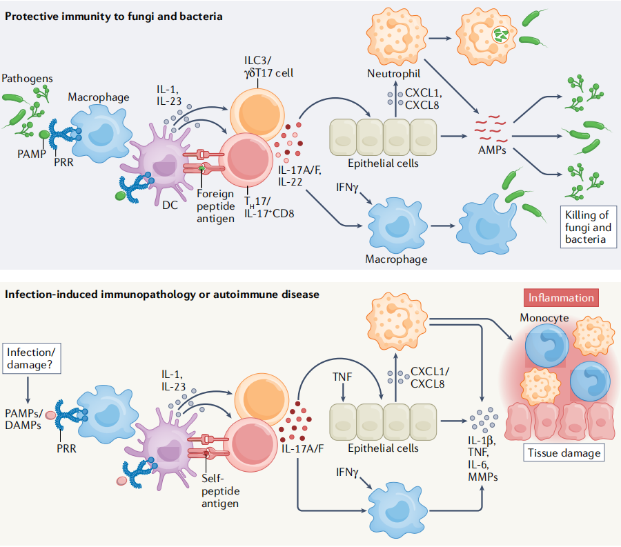 Proinflammatory cytokine IL17