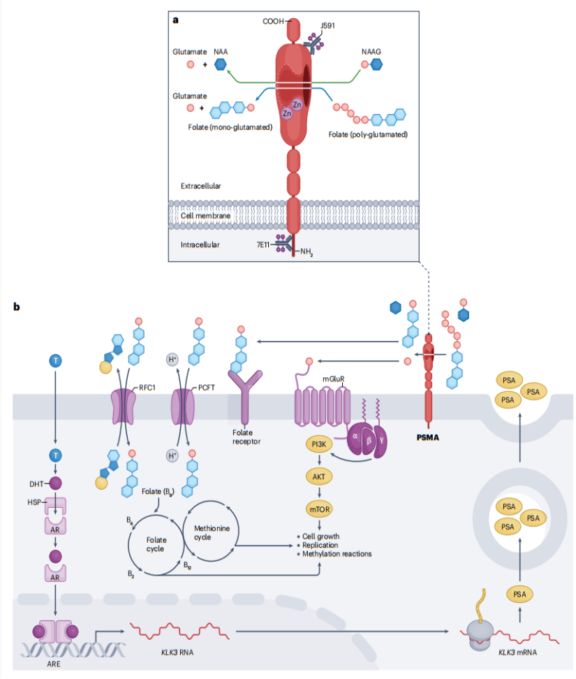 Prostate specific membrane antigen PSMA