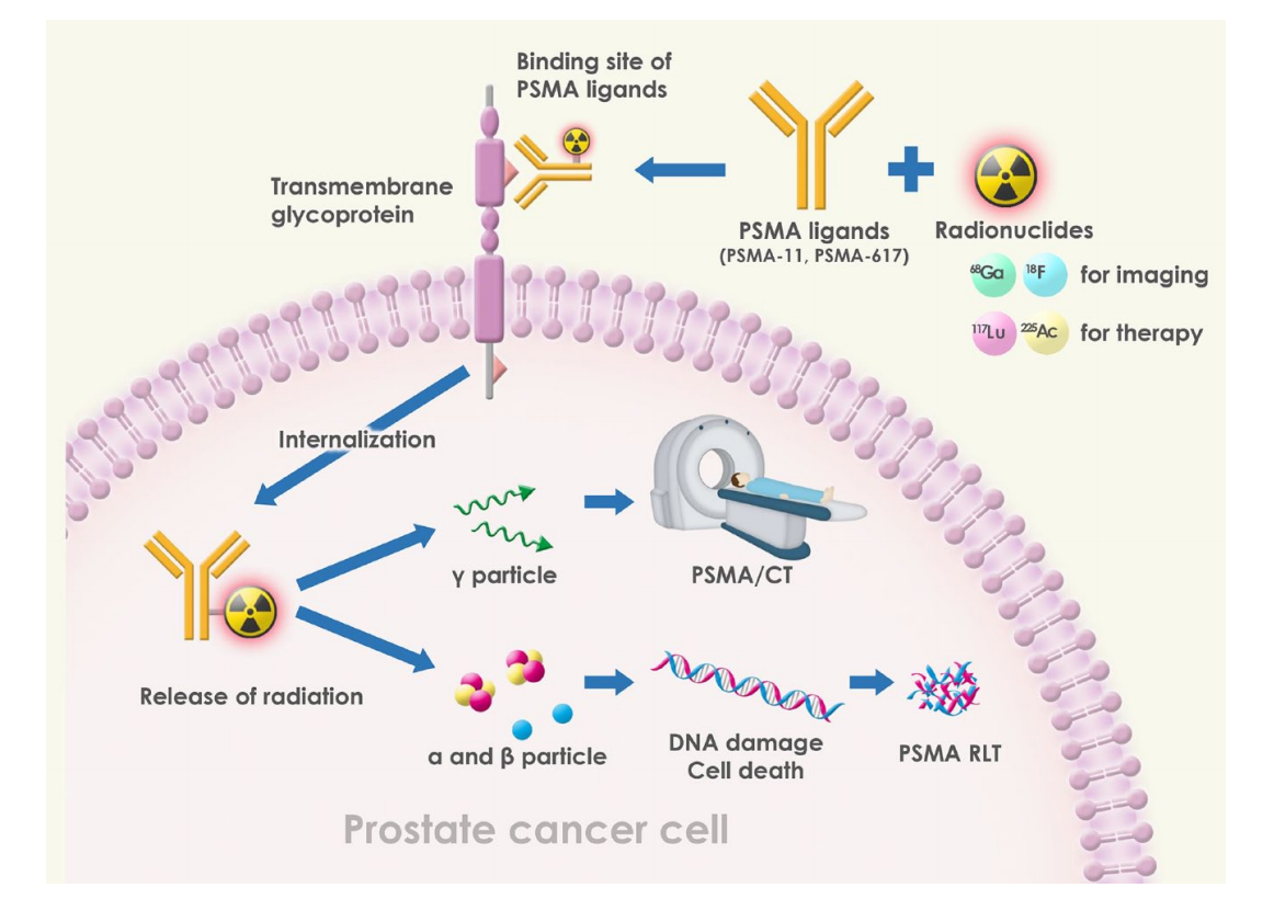 Prostate specific membrane antigen PSMA