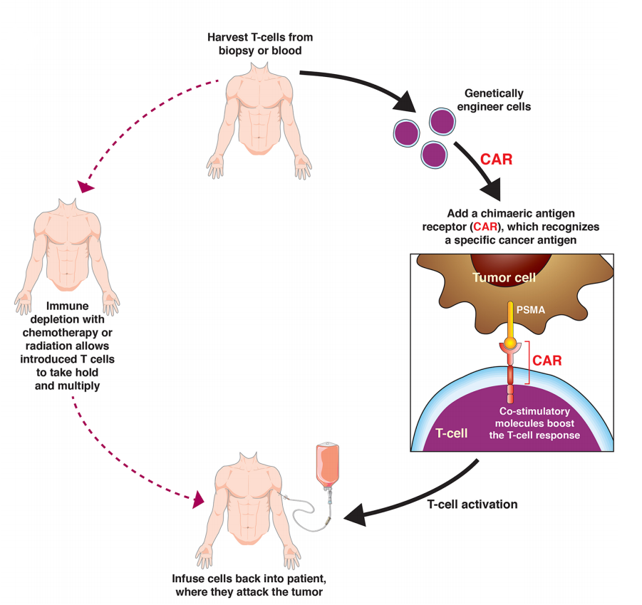 Prostate specific membrane antigen PSMA