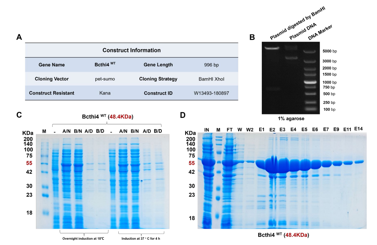 Protein antibody SPR enabling new drug development