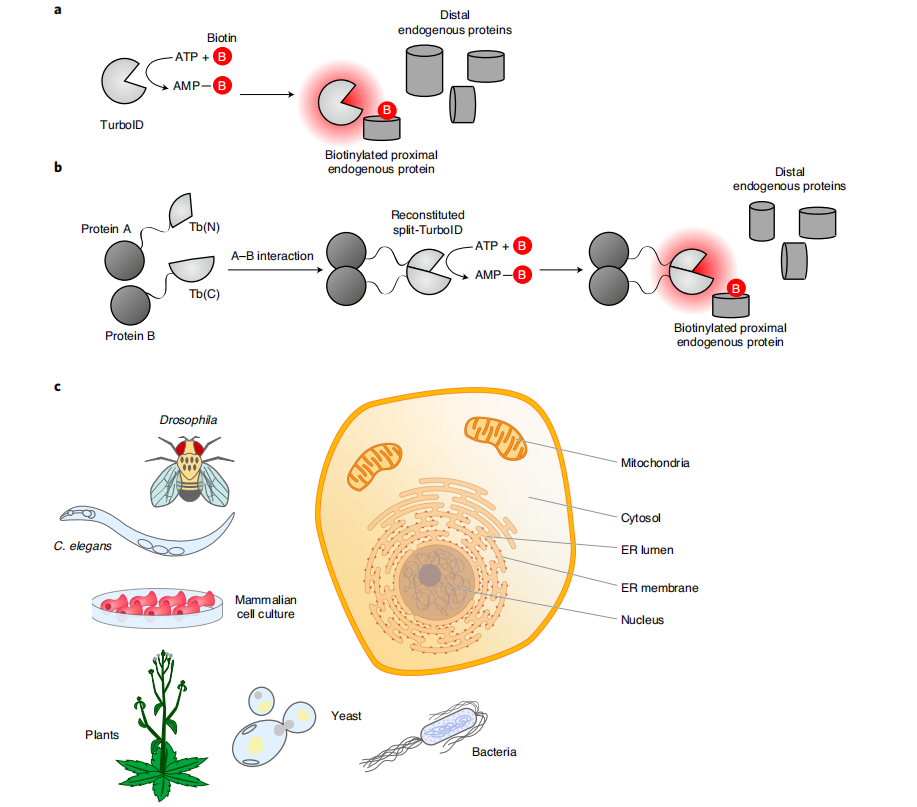 Proximity labeling in mammalian cells with TurboID and split-TurboID