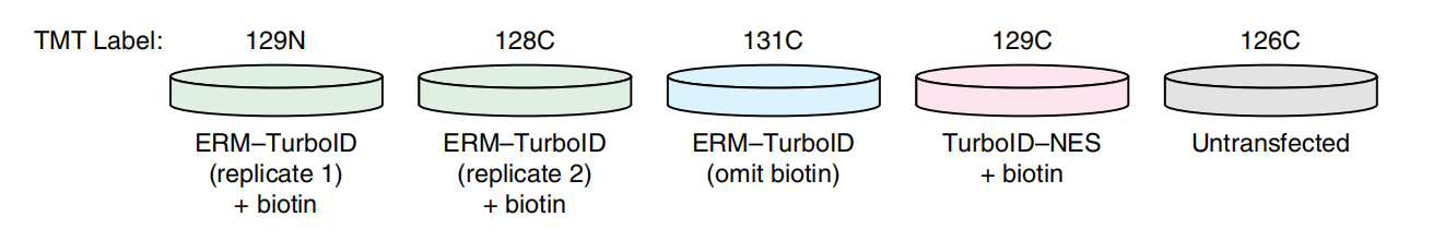Proximity labeling in mammalian cells with TurboID and split-TurboID
